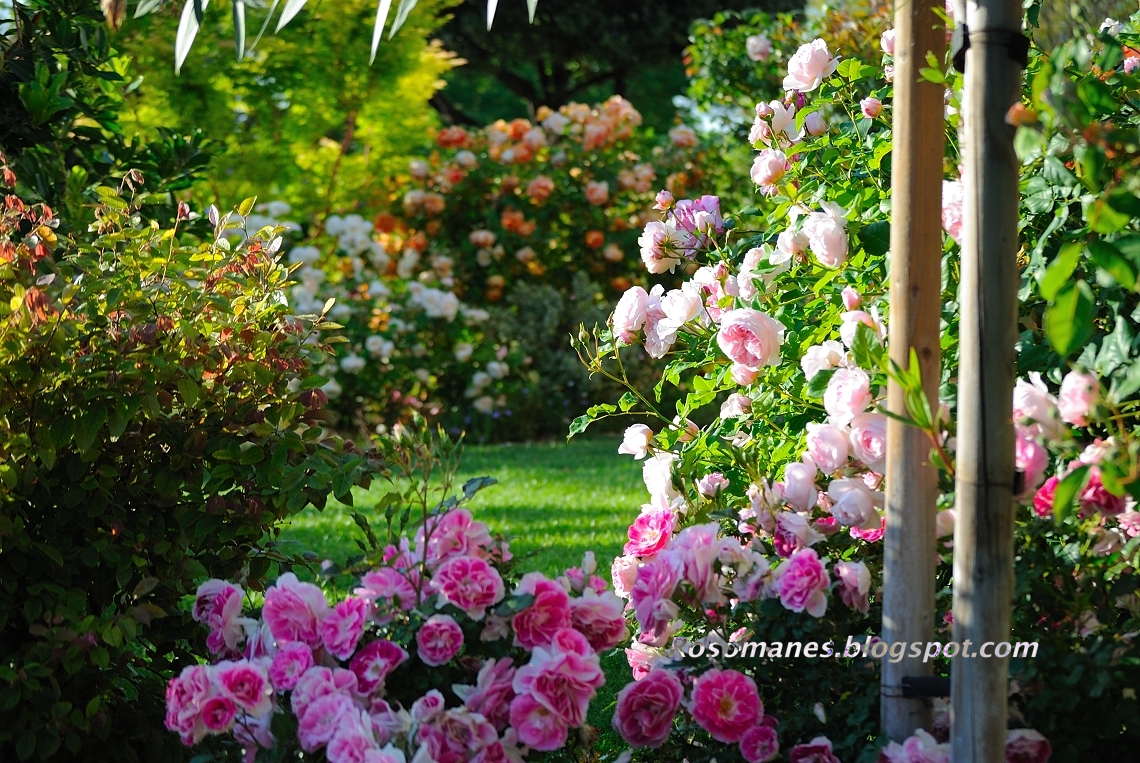 Roses And Other Gardening Joys Best Rose August 2011