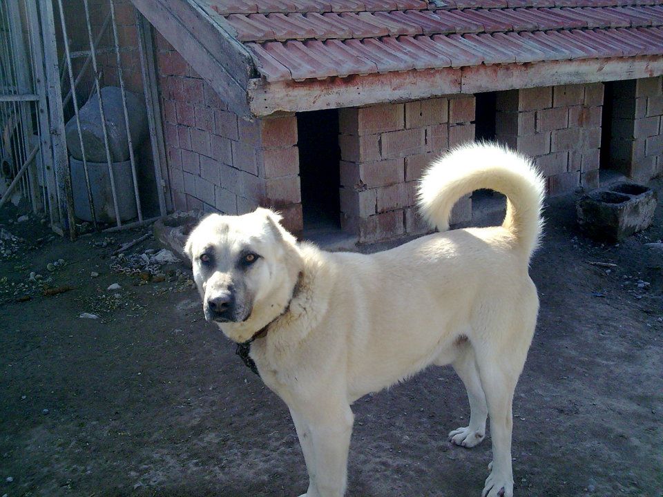 kangal kopekleri KANGALLAR ALEMİ