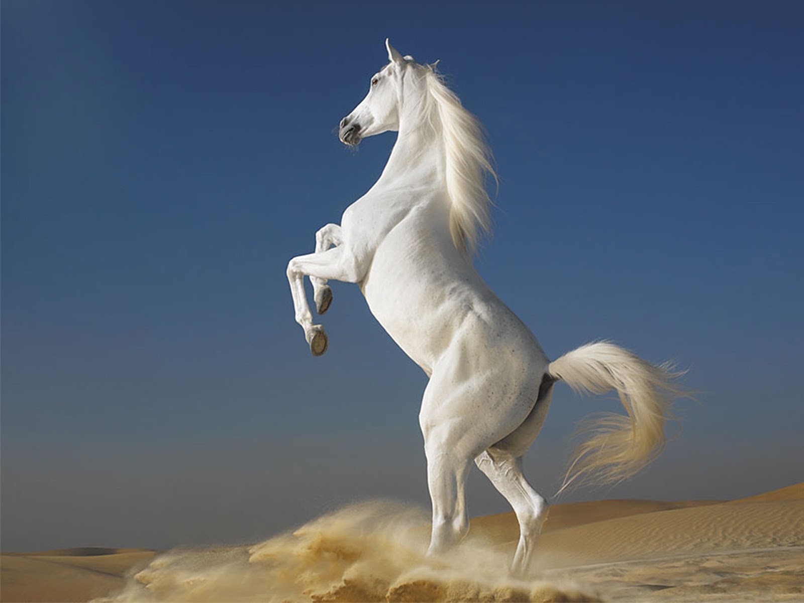 http://2.bp.blogspot.com/-tIkHFd6eaDs/UPuYwsaTgyI/AAAAAAAAHhI/gR3C2llNgKg/s1600/stunt+white+Horse+HD+Wallpape6.jpg