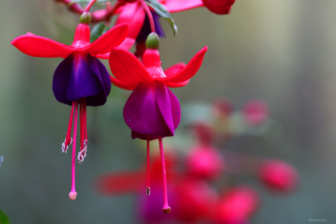 FÚCSIA (FUCHSIA)