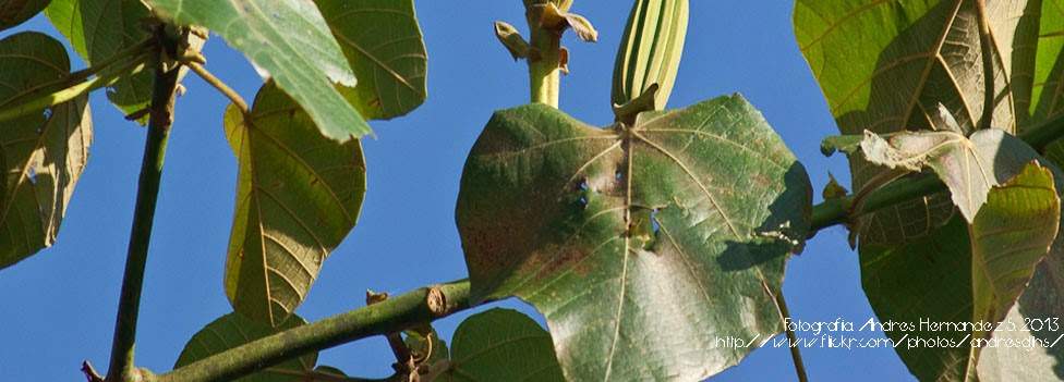 Jopi Arbol De Algodon Ochroma Pyramyde Lak Tyan Chol