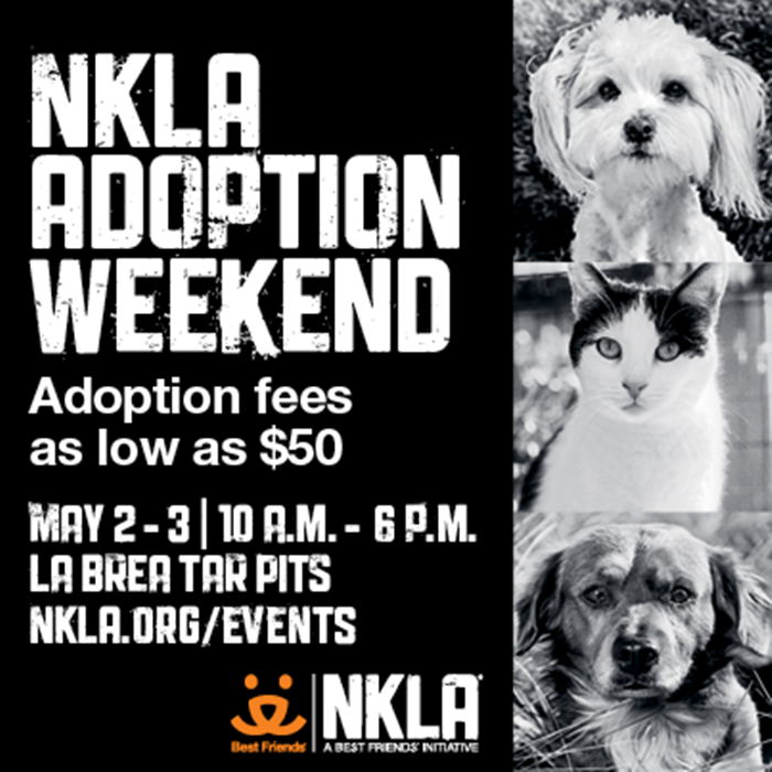 happyhazel How to Adopt a Dog! or Cats or Any Pets You Want in 3 Easy