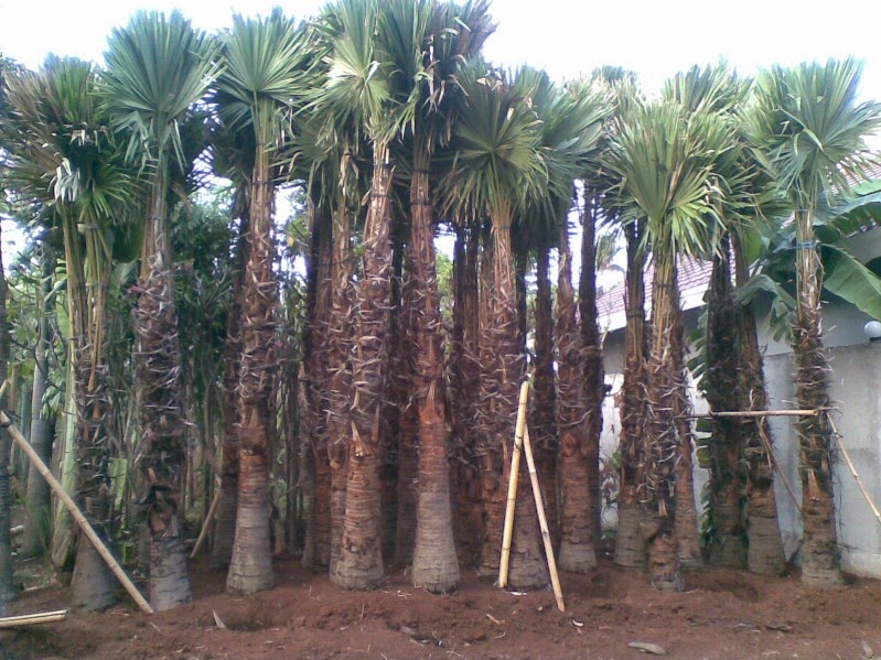 JUAL TANAMAN HIAS UNTUK TAMAN RUMAH, PALM SIKAS, PALM POENIX, PALM SADENG, PEMBUATAN TAMAN Untuk Taman Rumah Anda kami sedia: Tanaman Hias, Aneka Tanaman Bunga, Palm Sikas, Palm Poenix, Palm Sadeng berbagai ukuran sesuai pemesanan Anda. HUBUNGI KAMI, Hp : 0856 9485 8101 http://tukangtamanqu.blogspot.com/2014/12/jual-tanaman-hias-untuk-taman-rumah.html