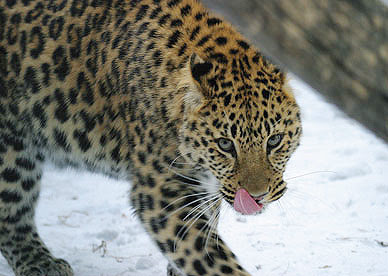 Amur leopard | The Life of Animals