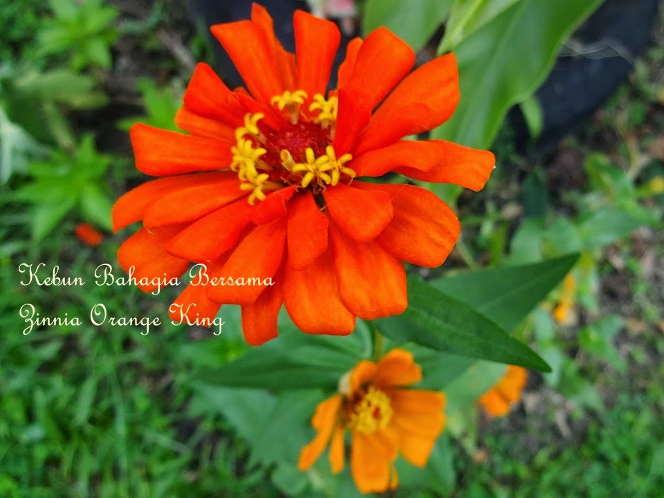 cing pula kebun bahagia bersama orange king zinnia cing pula kebun bahagia bersama orange king zinnia