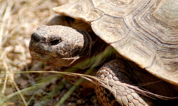 Ayuda Para Las Tortugas