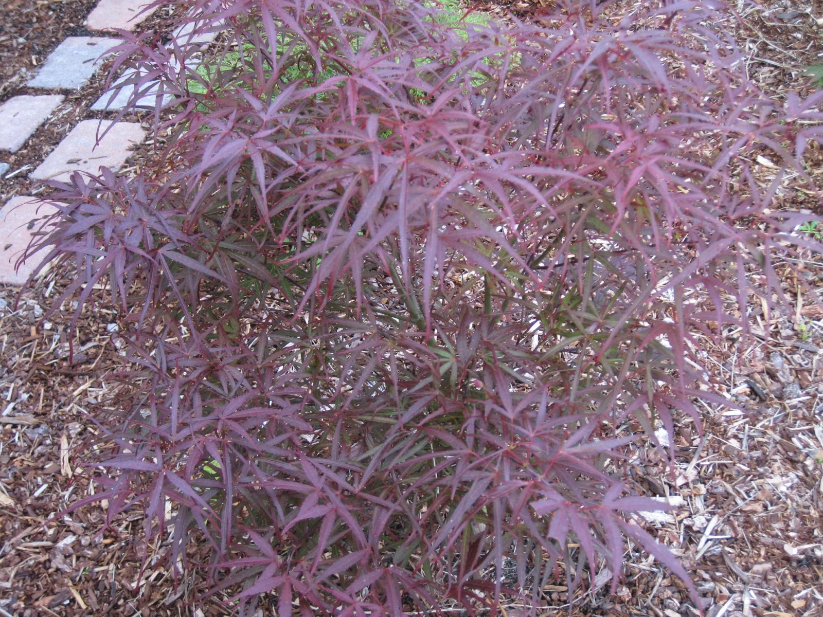 Mary's Maples Acer Palmatum Hubb's Red Willow