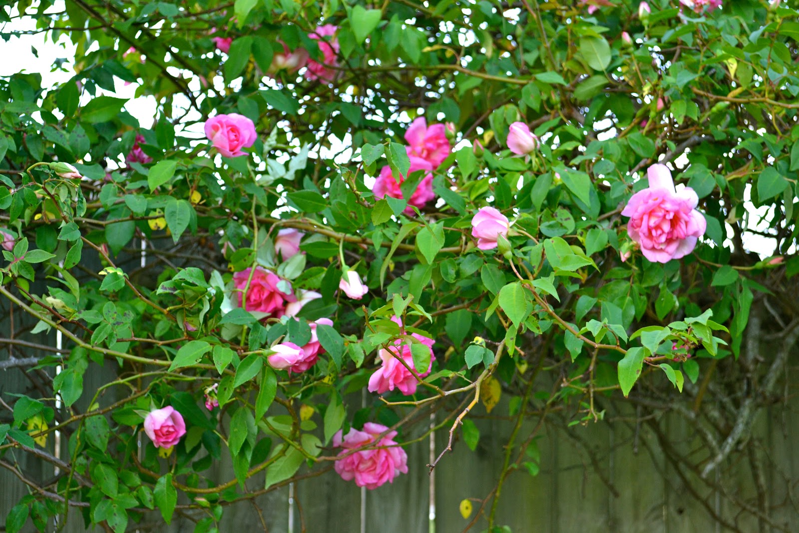 THE FRENCH HUTCH PETALS FROM THE PAST