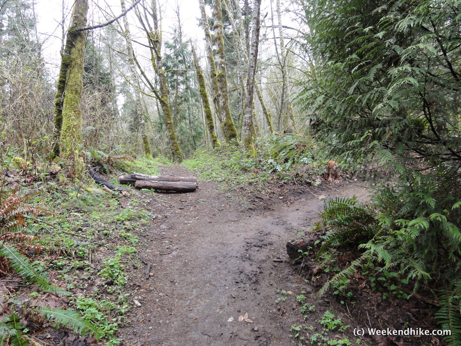 Weekend Hike Cougar Mountain Licorice Fern to Far Country Falls