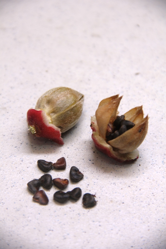 On The Green Side Of Life Roselle Harvest, Seed Collection & Juice