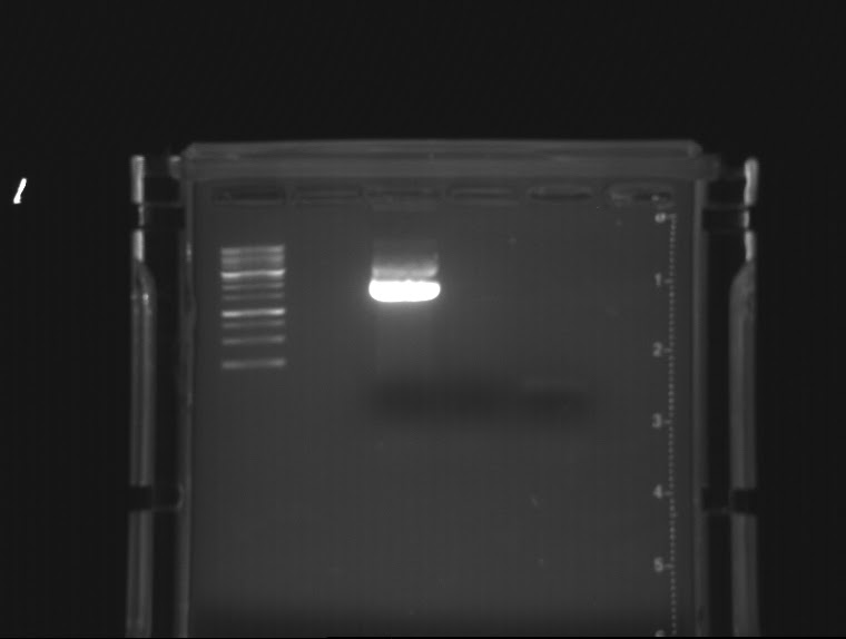 Science, Art, Beauty A Cheap Simple DIY Electrophoresis Power Supply