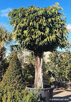 Ficus-amstel-queen-Plantas Barnaplant