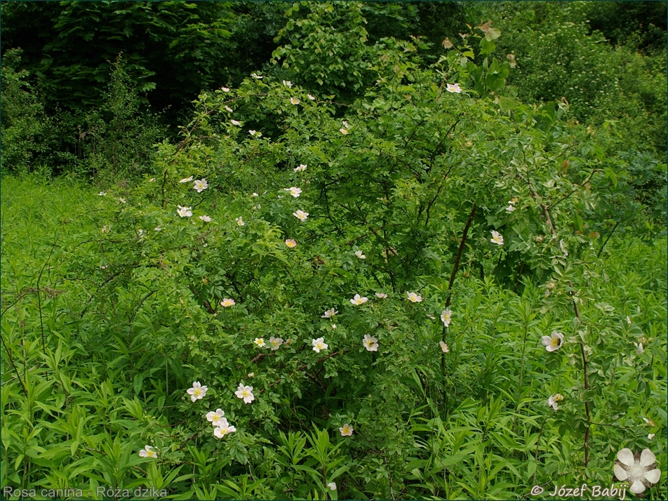 Rosa canina - Róża dzika pokrój