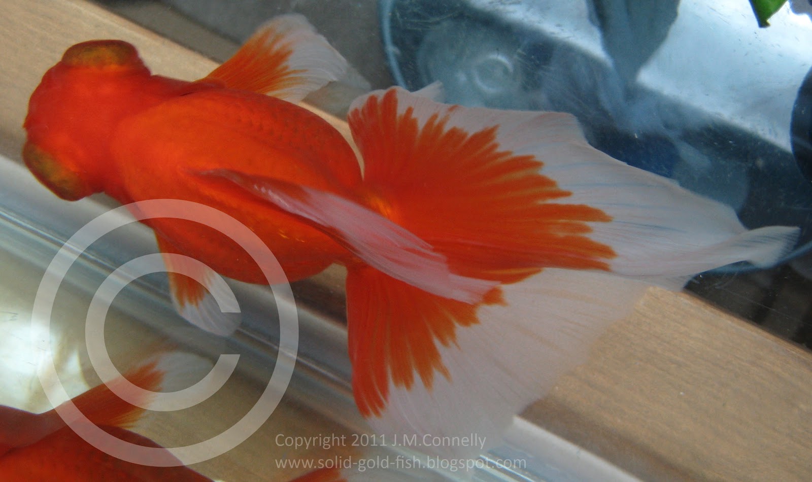 butterfly telescope goldfish breeds butterfly telescope goldfish breeds