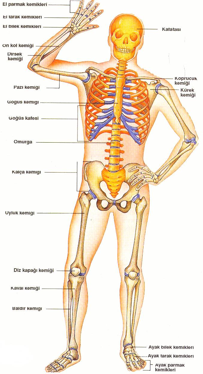 bilgisi bol insan iskeleti