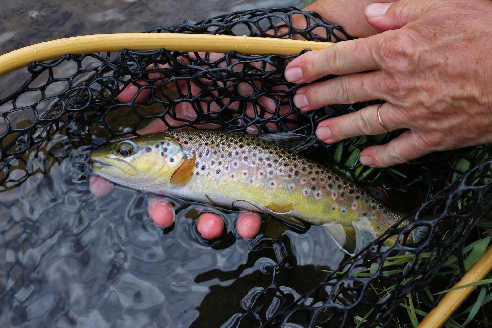 Fly+fish+the+Roaring+Fork+River+in+Colorado+with+Jay+Scott+Outdoors+14.JPG