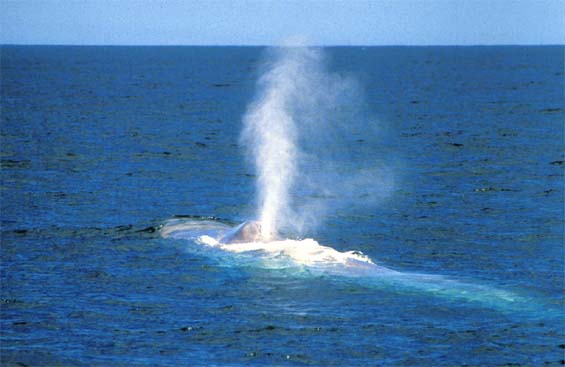 blue whale blue whale