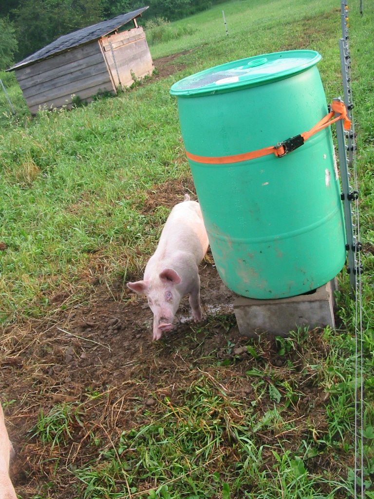 Fitzgerald's Family Farm New Pig Watering System