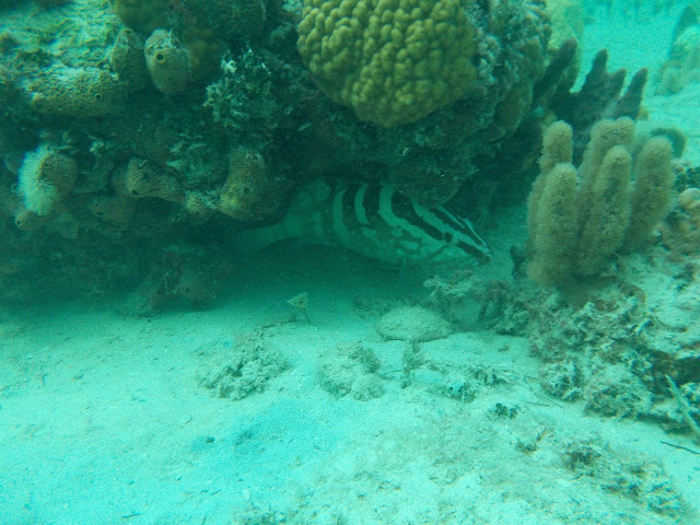 nassau grouper bahamas snorkeling