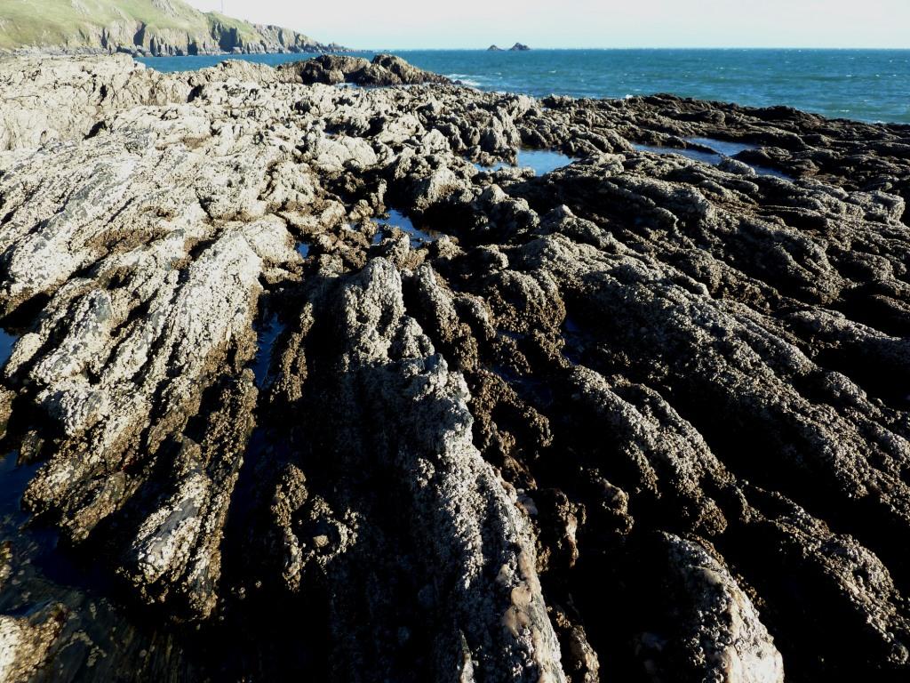 A2 biology coursework rocky shore 05 picture