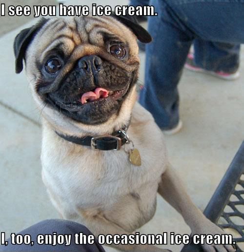 Funny Pug - I See You Have Ice Cream, I, Too Enjoy The Occasional Ice Cream