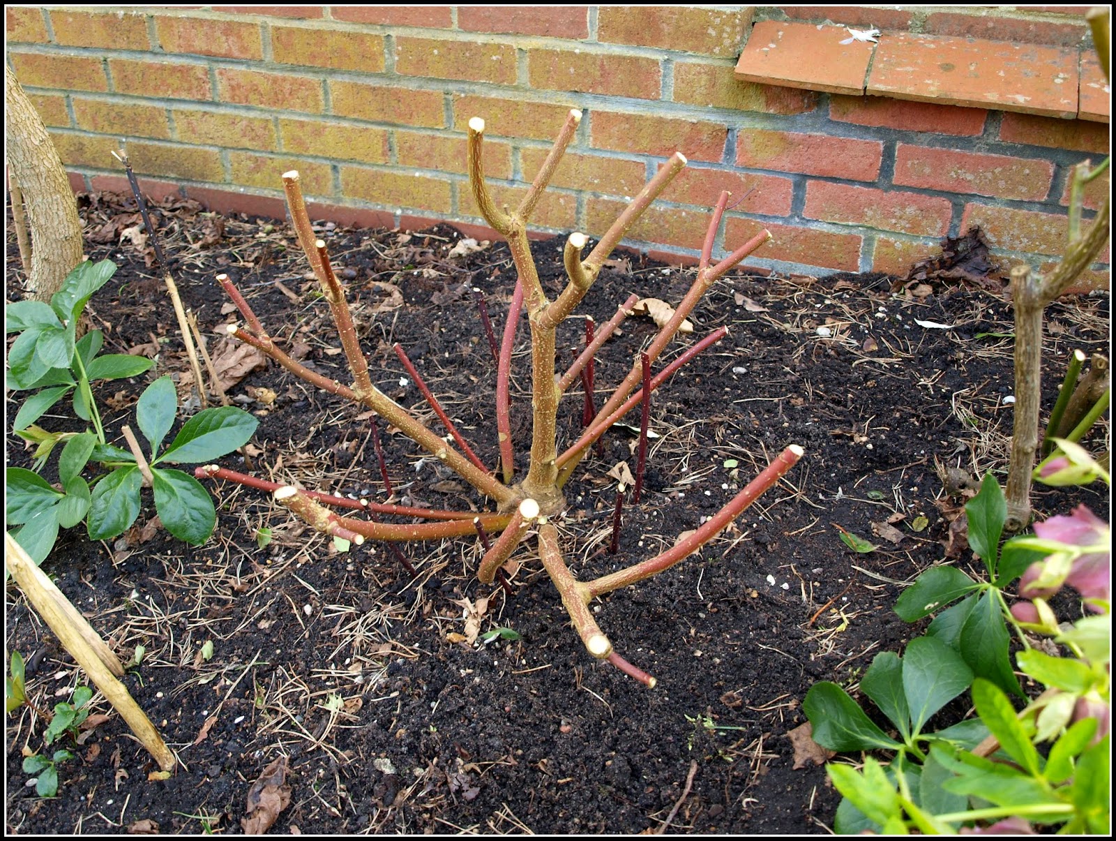 Mark's Veg Plot Pruning Dogwood shrubs