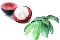 Kulit Manggis + Daun Sirsak Obat TBC Alami