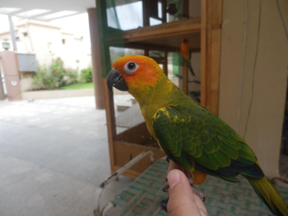 Sun Conure Parrot For Sale In Karachi Pets For Sale In Pakistan