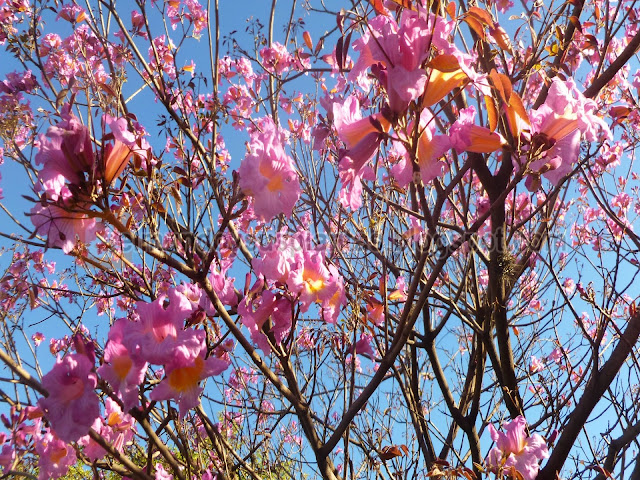 Tabebuia impetiginosa