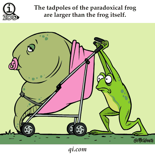 Pix Guru Animal Facts In Funny Animations