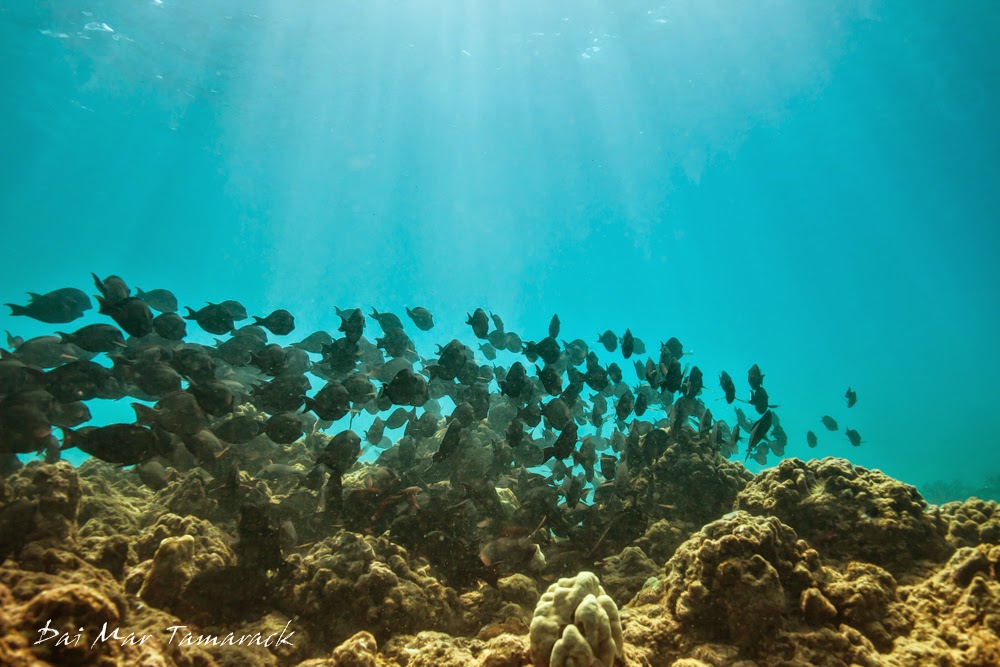 Capturing the Moment Snorkel Oahu Electric Beach