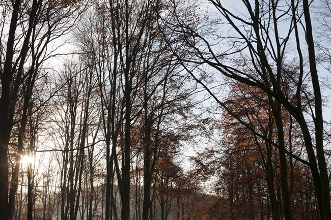 trees and sky at sunset silhouette trees and sky at sunset silhouette