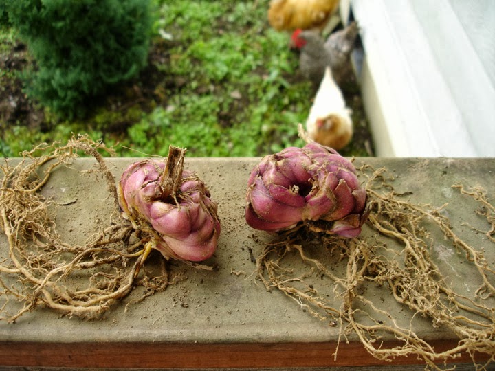 B&D Lilies Garden Blog Photo Instruction for Dividing a Lily bulb.