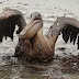 Revelan la causa del derrame de petróleo en el Golfo de México en 2010