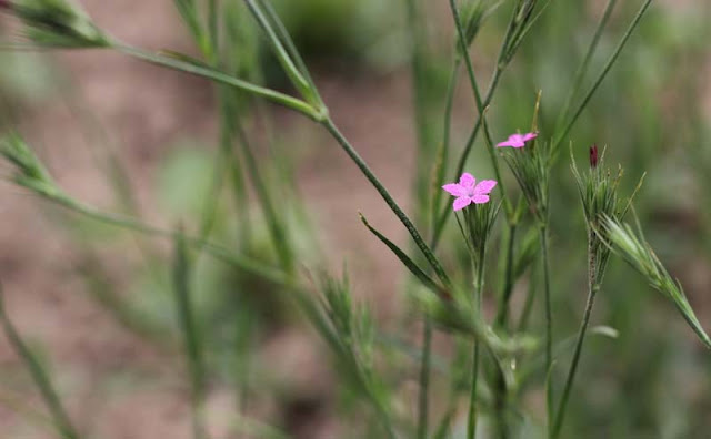 Deptford Pink Flowers Pictures