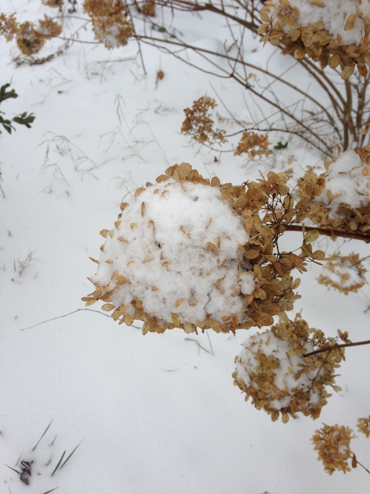 Annie's Gardening Corner: Snow’s Wonder