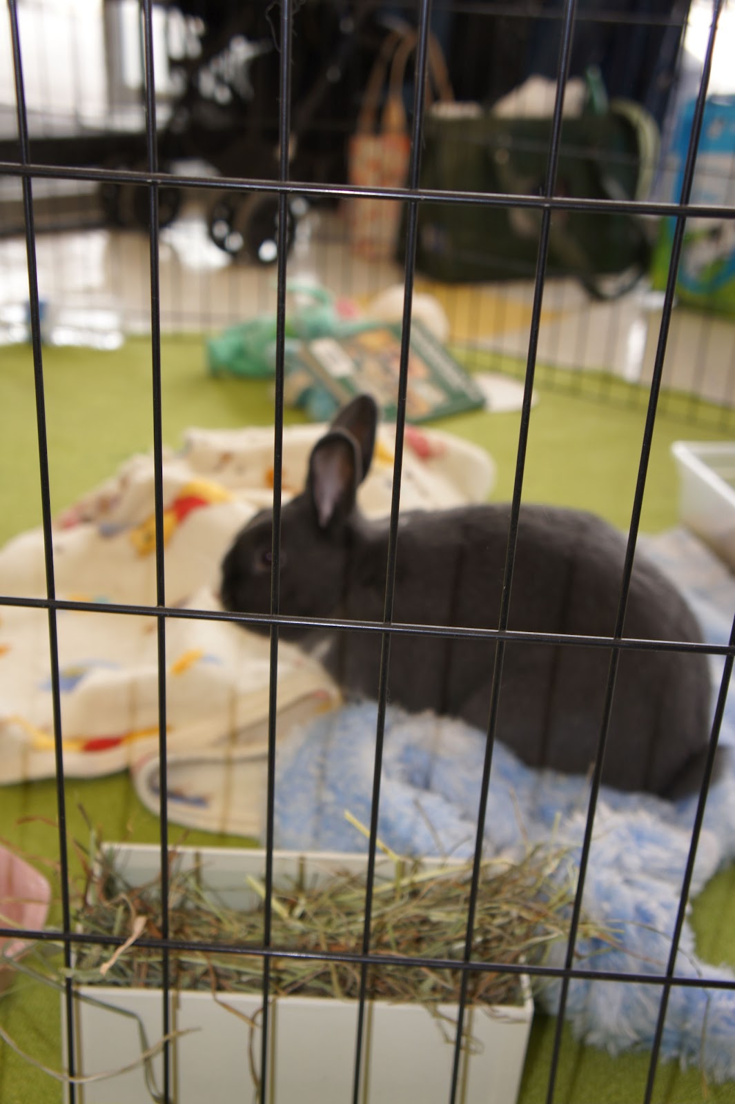 The Zen of Bun Our Weekend at Petco