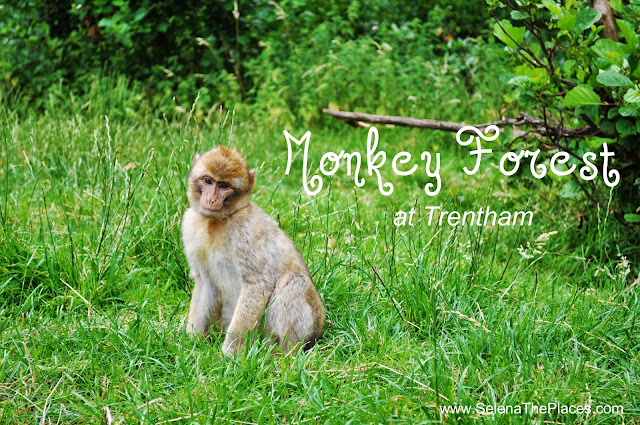The Monkey Forest at Trentham