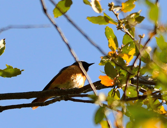 SEO/BirdLife, Grupo Local SEO-Sevilla. Excursión a Castaño del Robledo y Nacimiento del Odiel, 2 de mayo de 2015