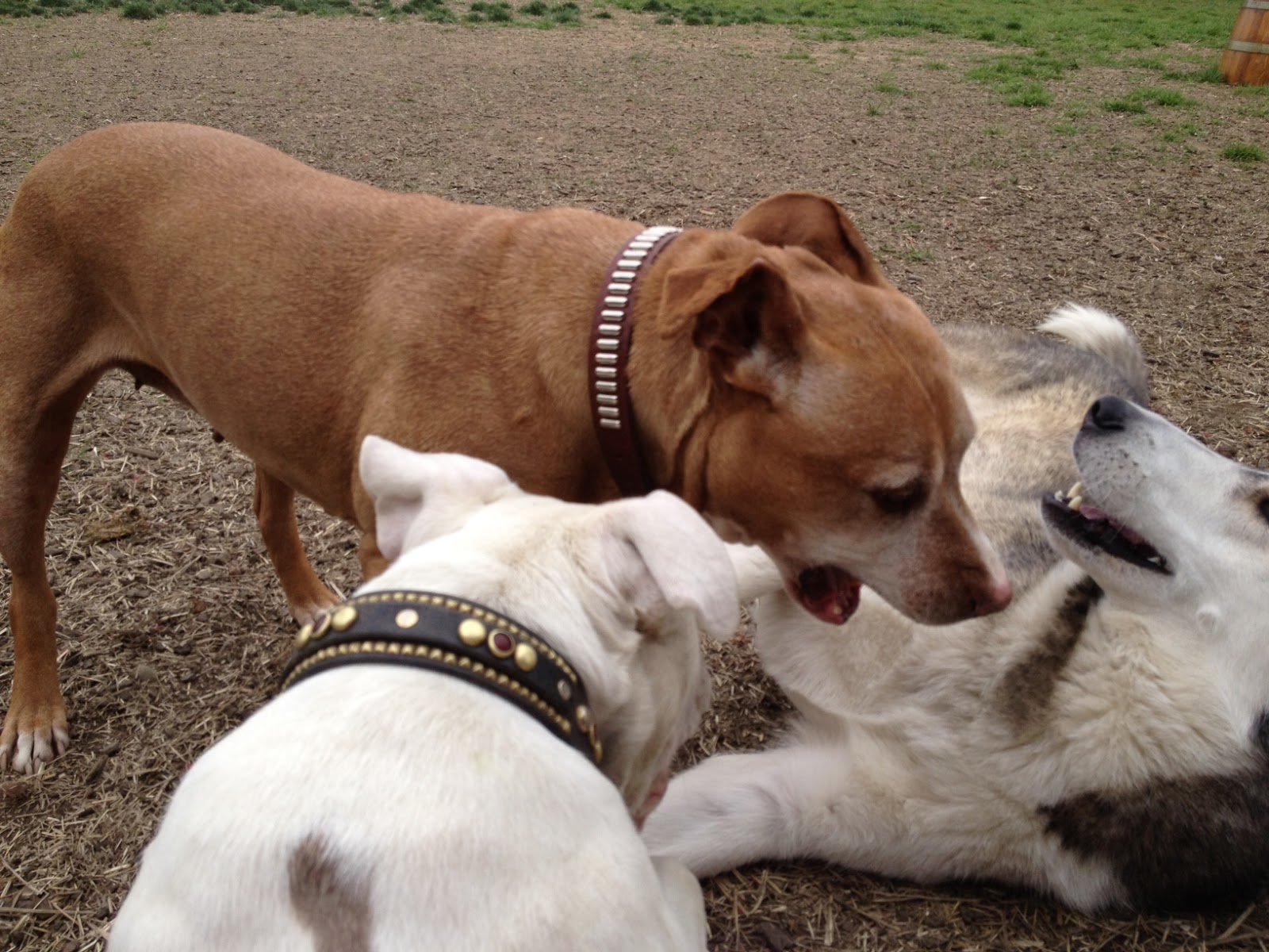 BADRAP Barn Blog dog pile