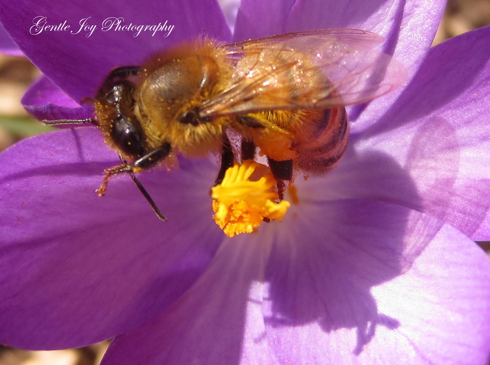 Gentle Joy Photography Bees At Work!