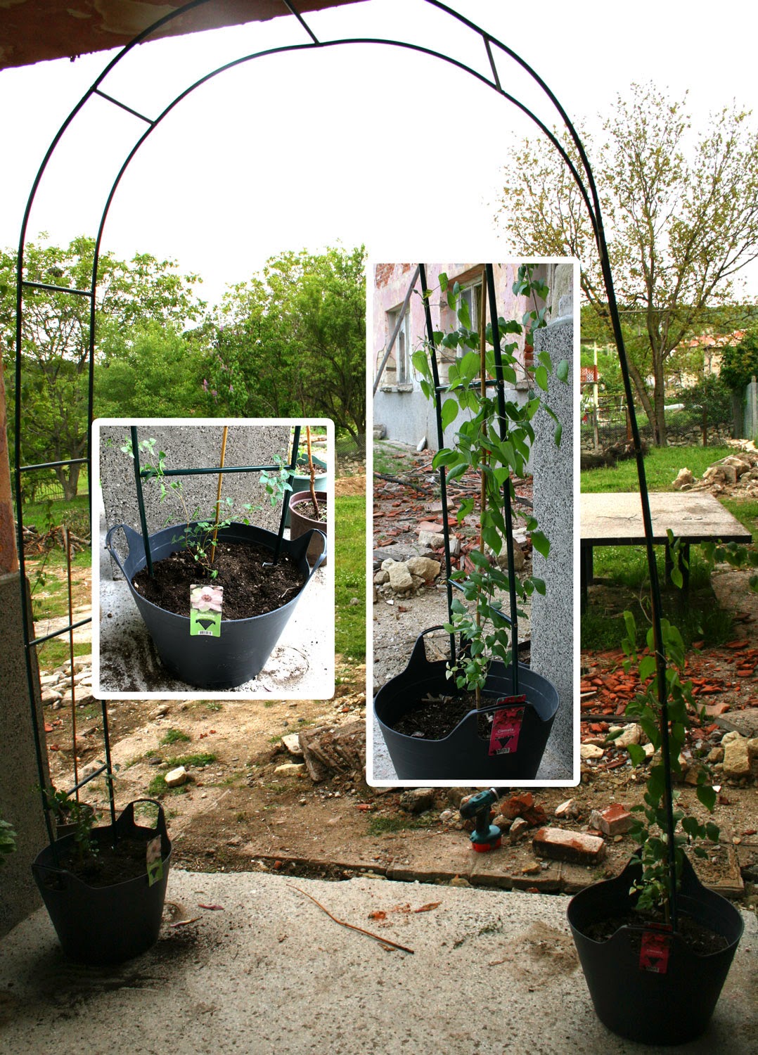 Clematis outside and secured Clematis outside and secured