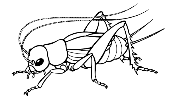 Cricket Insect Coloring Page
