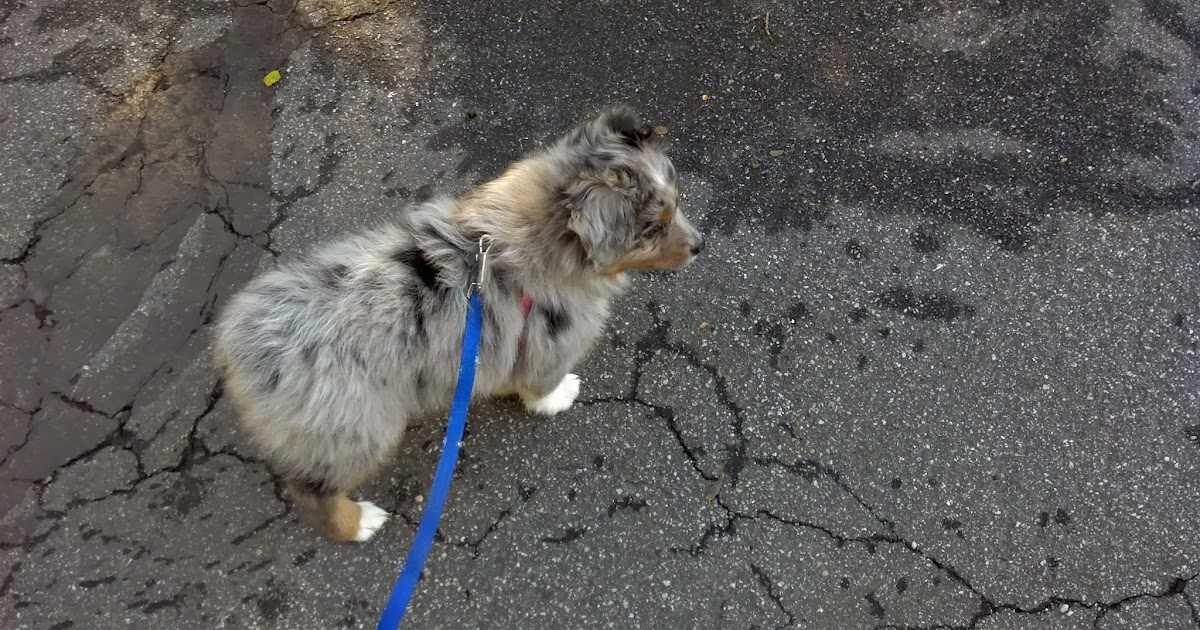 Can Dogs Get Parvo From Concrete