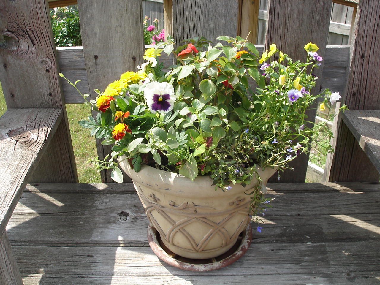 Forget-Me-Not: Flower Pots