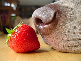 Cachorro pode comer morango?