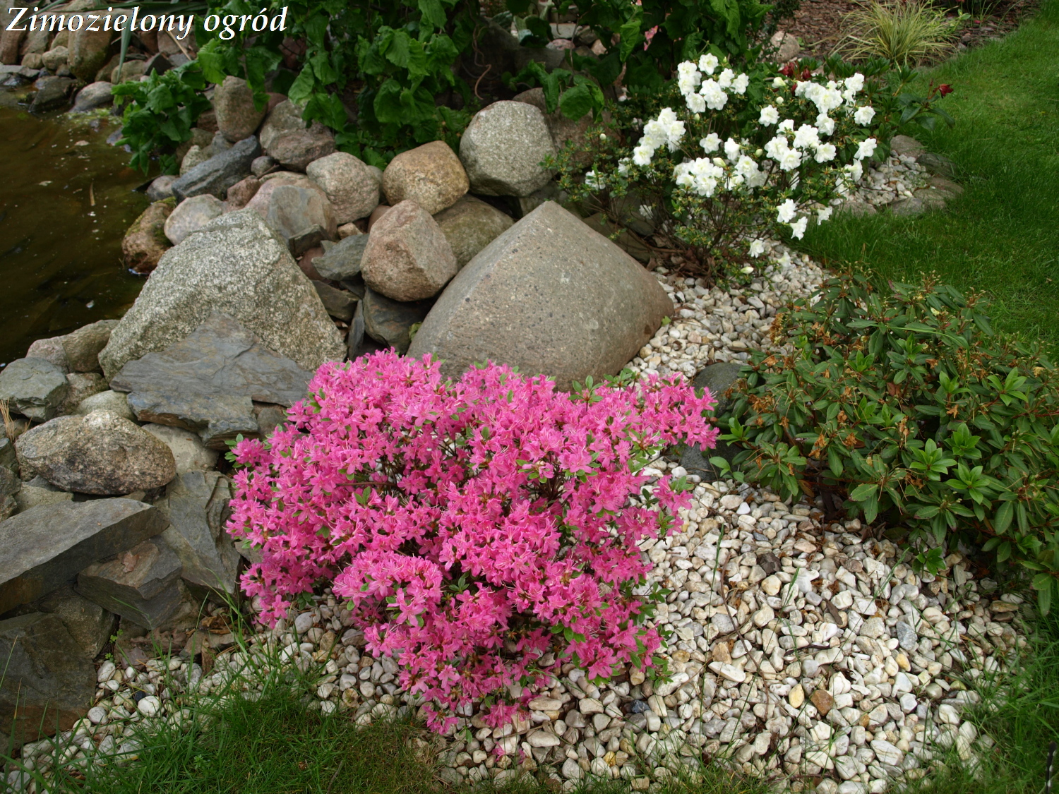 Zimozielony Ogrod Stycznia 2016