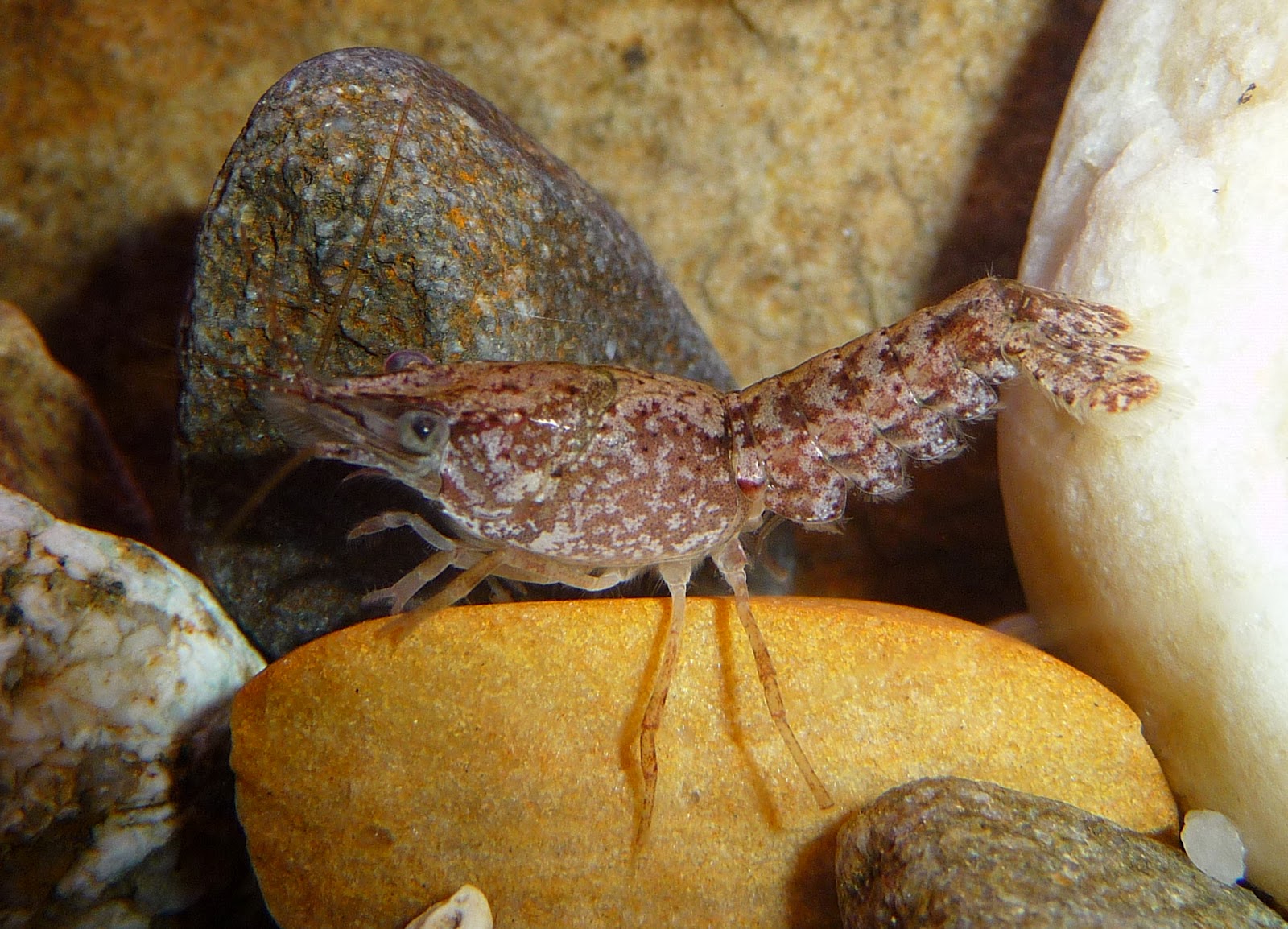 koi-pond-quarantine-tank10 koi-pond-quarantine-tank10