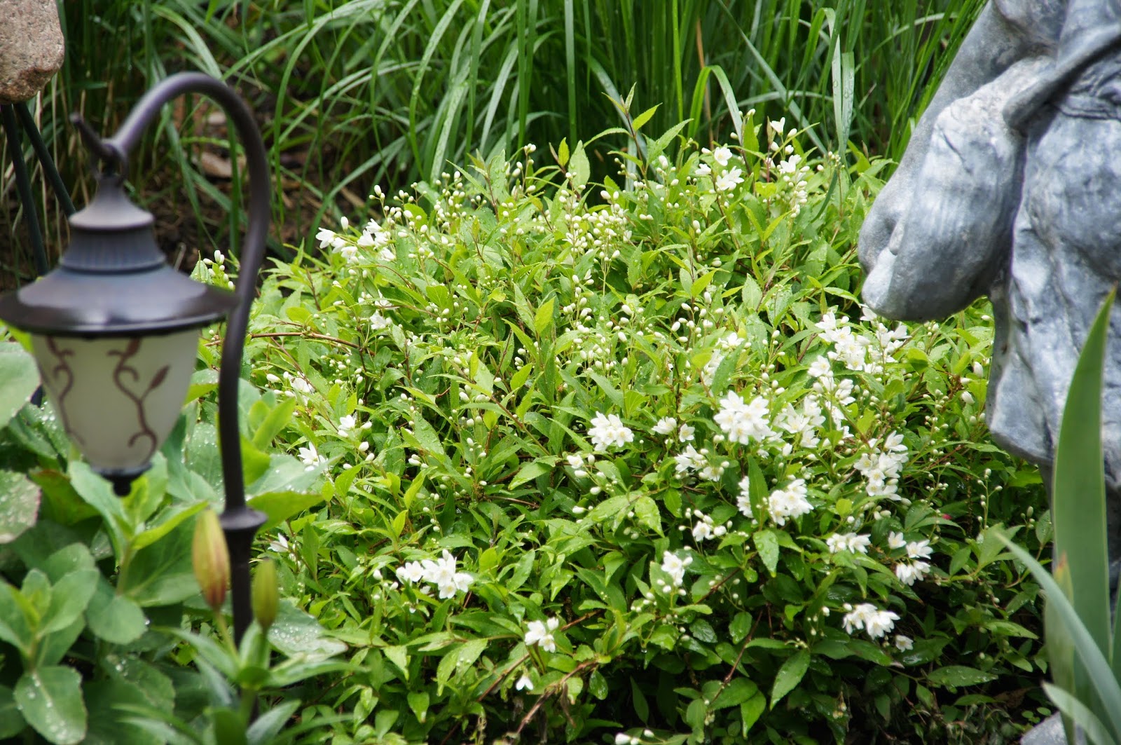 Plant Inventory At 20 Timothy Deutzia Gracilis Slender Deutzia