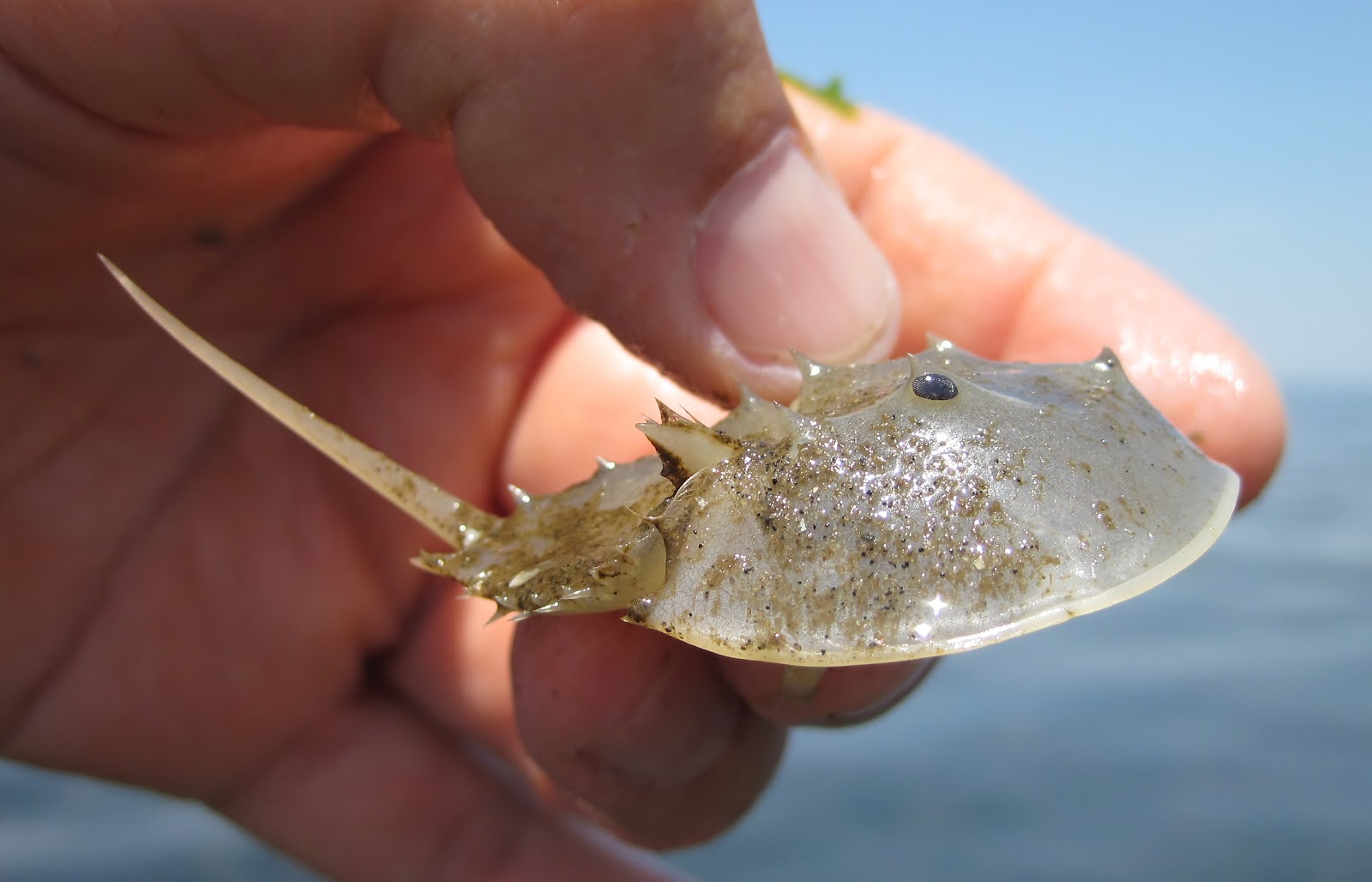 Nature on the Edge of New York City The Early Years of a Horseshoe